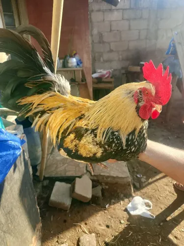 Galo garnisé