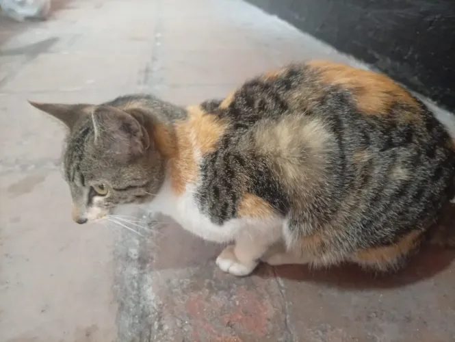 Gata tricolor para adoção responsável 