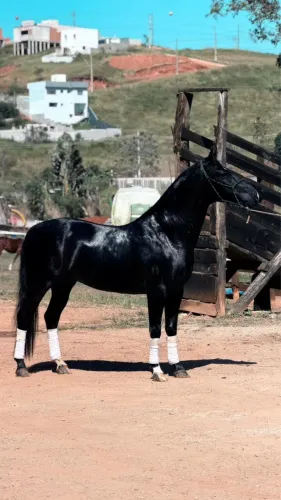 Cavalo de marcha picada