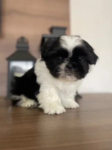 Filhote shihtzu macho