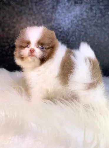 Lulu da Pomerania 