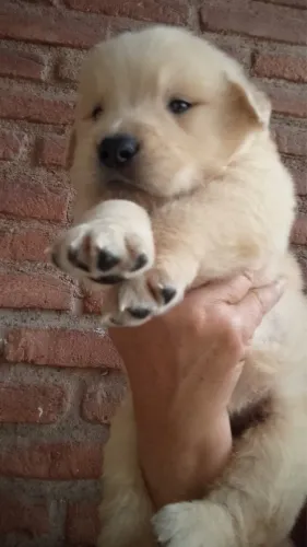 Seu Novo Companheiro Pode Ser um Golden