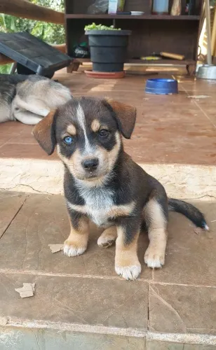 Cachorro doação adoção 