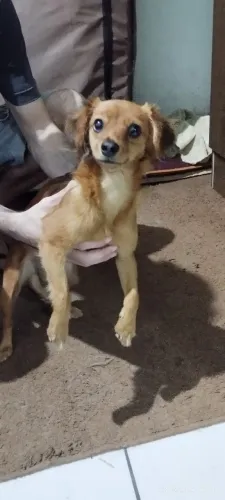 Adoção responsável 