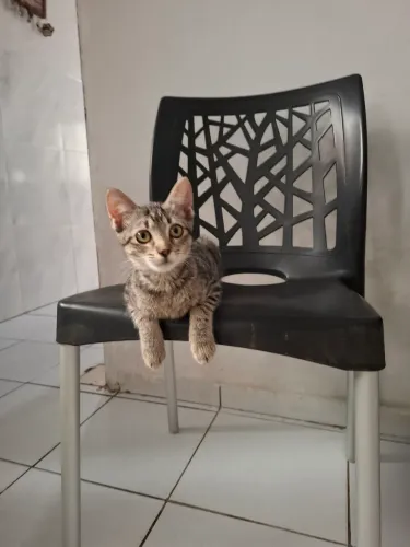 Filhote adoção responsável