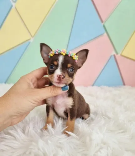 Pinscher amiga para sempre