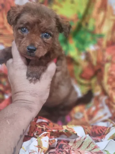 Poodle micro cor red rara