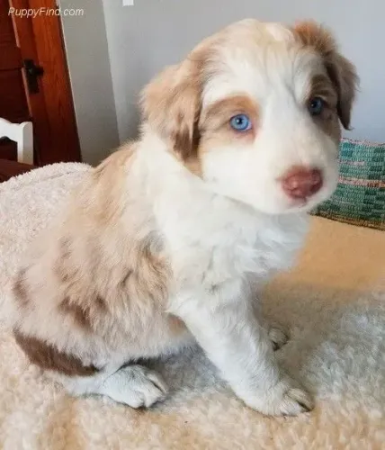 Border Collie - Conheça Seu Próximo Parceiro De Aventuras 