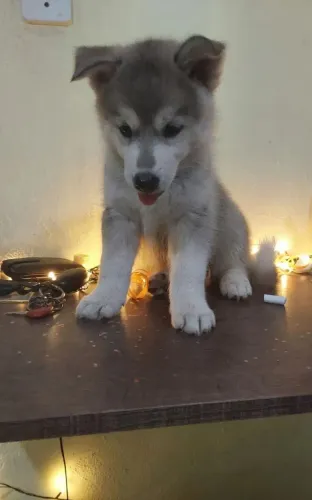 Husky siberiano uma amizade sincera começa com um focinho molhado