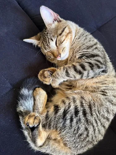 Doação gato macho castrado