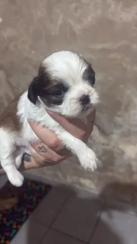 Shih tzu