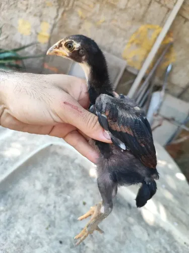 Vendo raça Índio