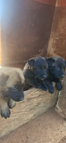 Filhote de Malinois