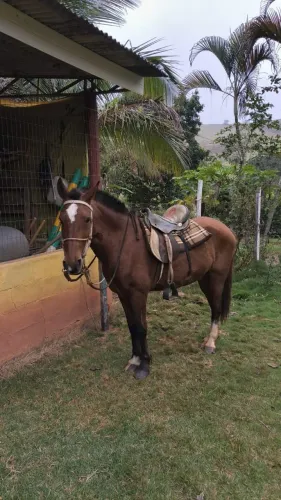 Vendo ou troco cavalo de cela