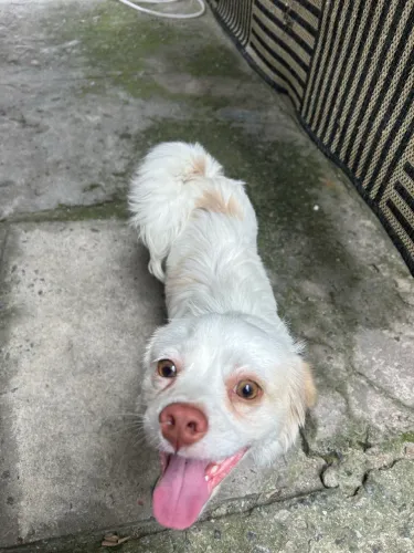 Doasse cachorro 