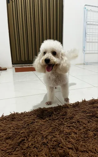 Poodle, procura-se um namorado. 