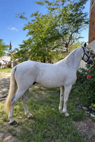 Cavalo Mangalarga marcha picada