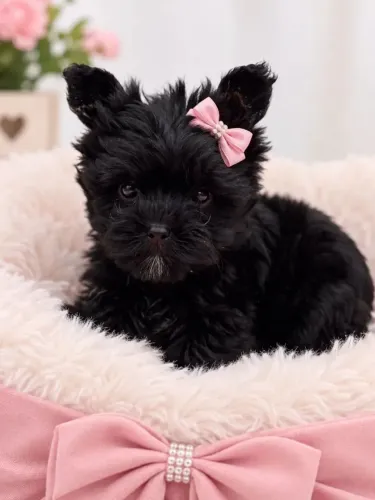 Encantadora yorkshire femea black micro