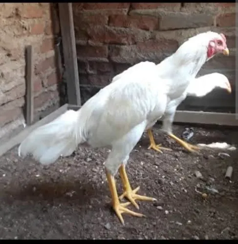 Frangos brancos de raça 