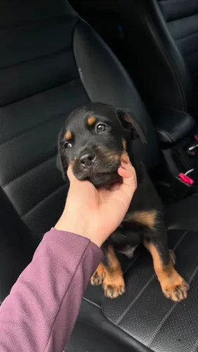 Filhote de rottweiler