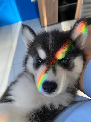 Filhotes de husky disponível