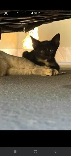 Gatinhos