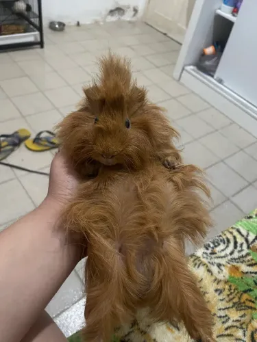 Porquinho da índia