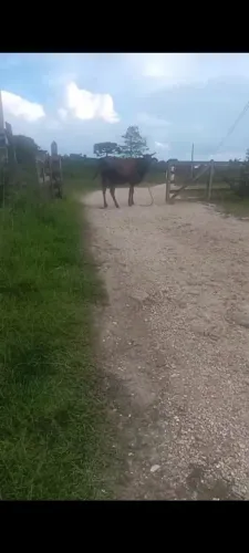 Vaca