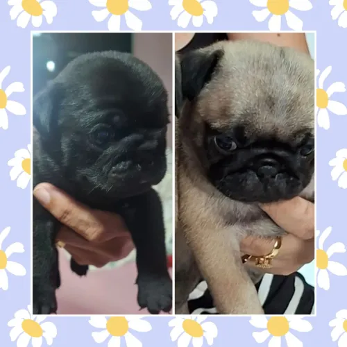 Filhotes de pug