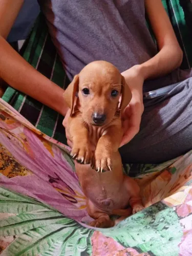Cachorro Salsicha dashround