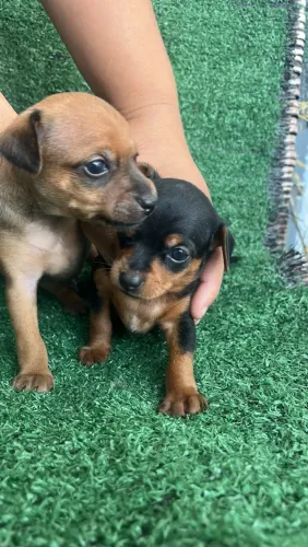 Pinscher