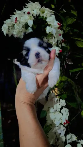 Shih tzu fêmea 