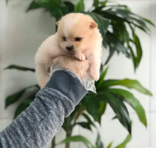 Lulu da Pomerania, ursinho, 55 dias