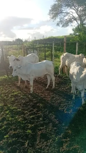 4 vacas e 2 novilhas nelore