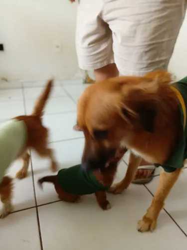 Adoção responsável