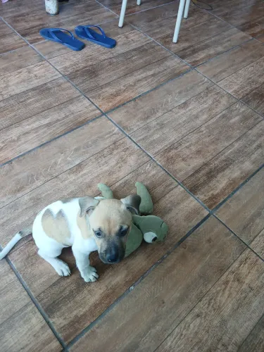 doação de pet