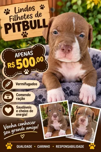 Filhotes de pitbull