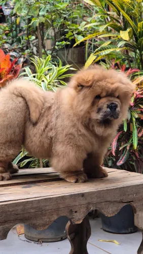 Chow chow americano com pedigree