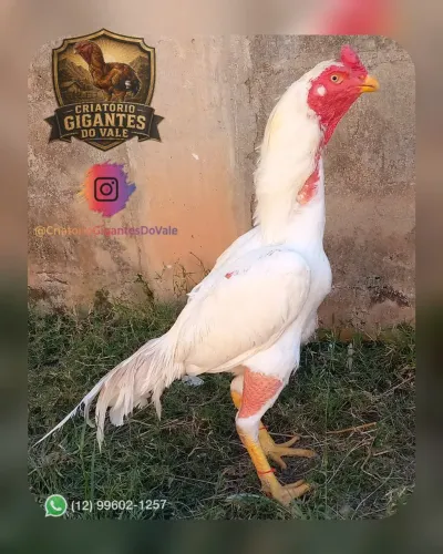 Galo indio branco