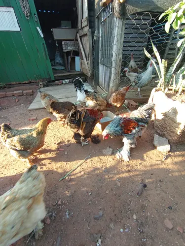 Lote de galinhas