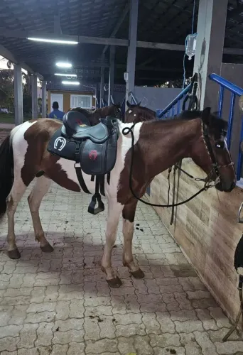 Cavalo