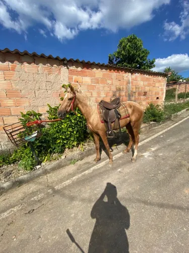 Cavalo 