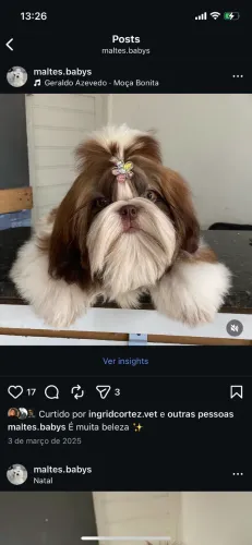 Shihtzu chocolate 55 dias