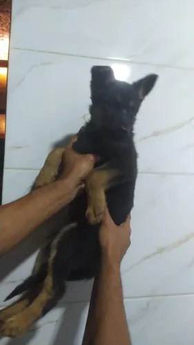 Filhote de Pastor Alemão