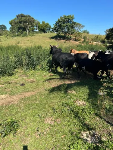 Lindo sitio em Paracambi medindo 22.000m2