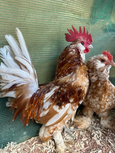 Macho de Belgian