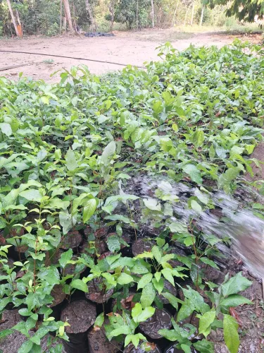 Mudas de rambutan prontas pro plantio 