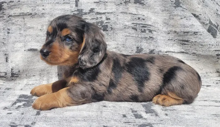 Dachshund macho pelo longo