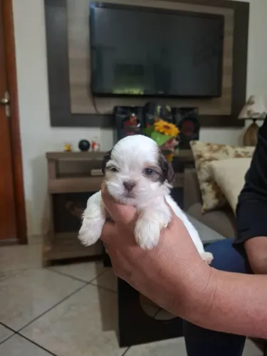 Shi tzu