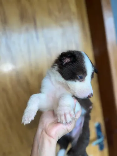 Vendo Border Coliie 